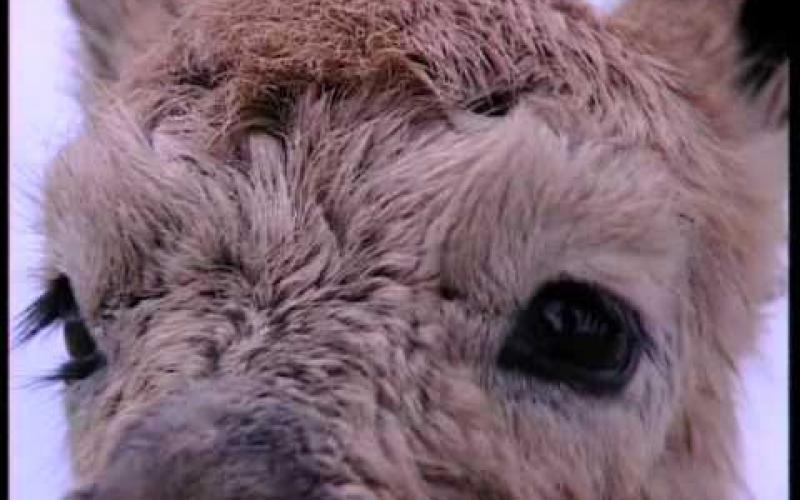 Preview image for the video "A Shawl To Die For".