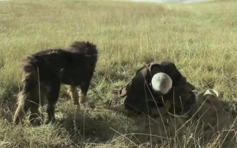 Preview image for the video "OLD DOG  Trailer".